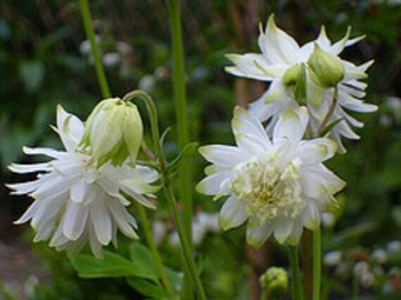 Aquilegia Lime Sorbet Flower Seeds / Columbine / Perennial