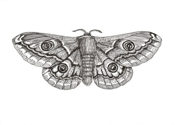 lesser emperor moth 5 x 7 original ink drawing on lesser emperor moth 5 x 7 original ink drawing on