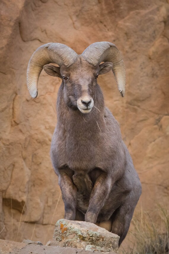 11+ Ram Animal Photography