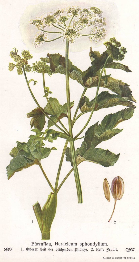 Hogweed original 1913 print Botanical common hogweed