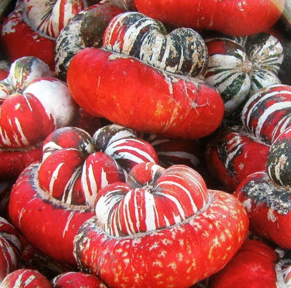 Home grown decorative pumpkin seeds heirloom pumpkin seeds