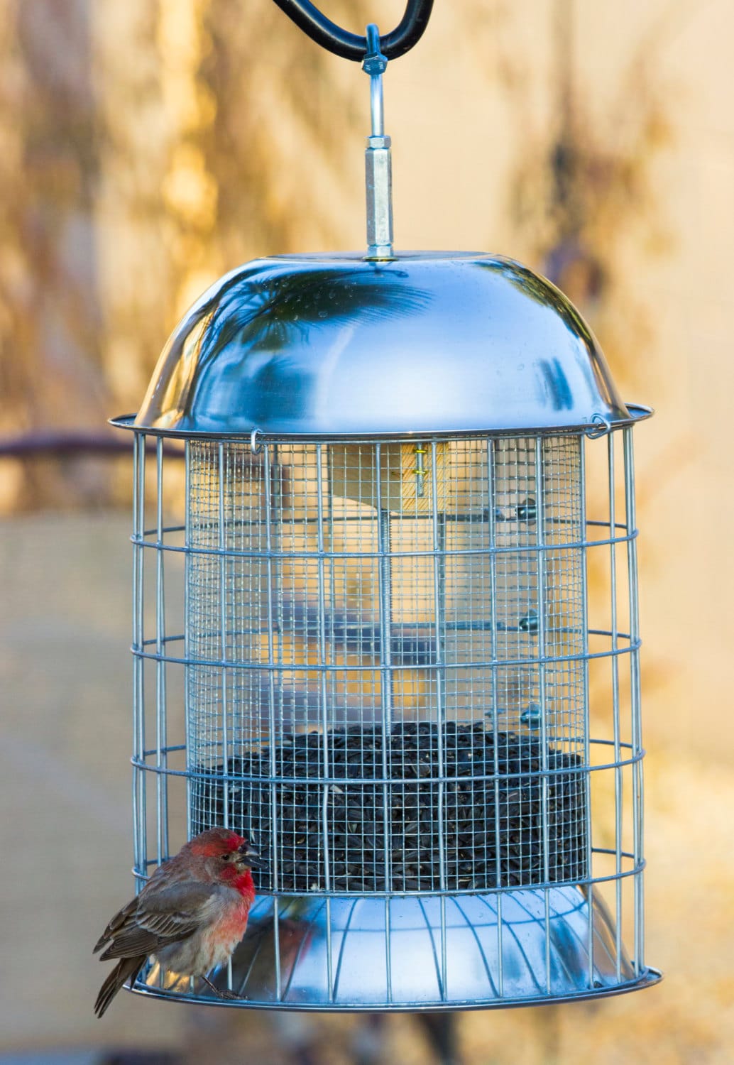 squirrel proof bird feeder cage