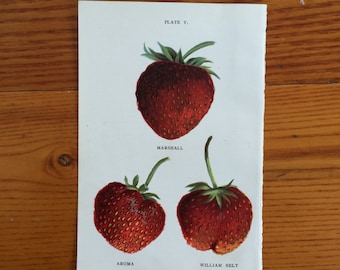 1913 strawberry berries berry fruit print original antique miniature botanical print - strawberries pl 5 marshall aroma william belt