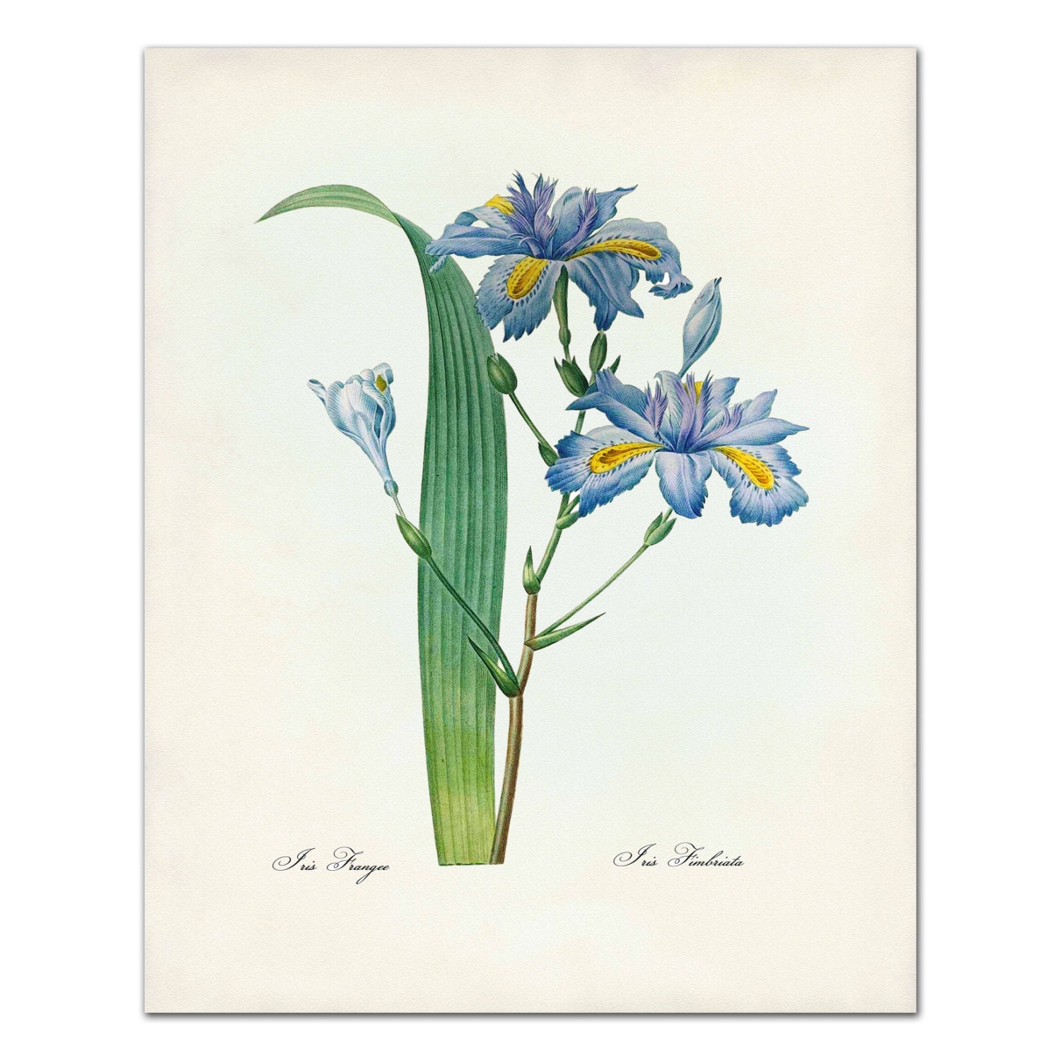 Botanical Wall Art Botanical Canvas Print by AdamsAleArtPrints