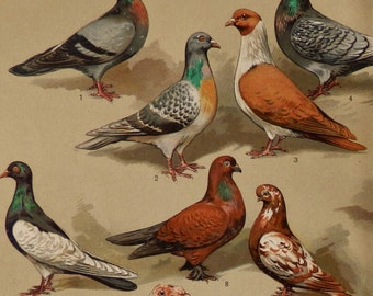 Antique print.1904.Lithograph in color.PIGEONS.111 year old print.Ornitology,Zoology print.Natural History print.9.4x11.7 inches,24x30 cm