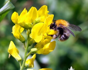 Feed the Bees Mix Heirloom Seeds - Non-GMO, Open Pollinated, Untreated, Flower Seeds, Wildflower
