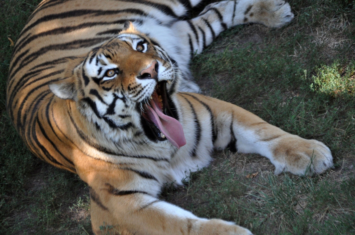 Large Safari Cat Photos Pictures Of African By Mycreativecapture