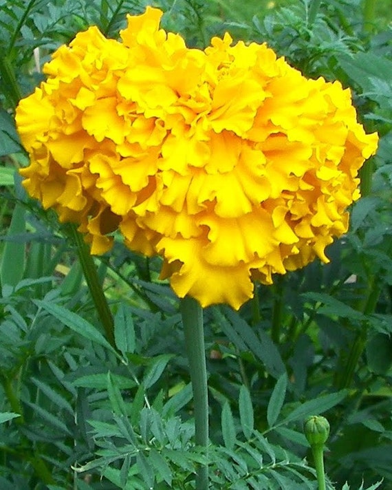 CLEARANCE Aztec Marigolds Giant Yellow Blooms 25 Seeds