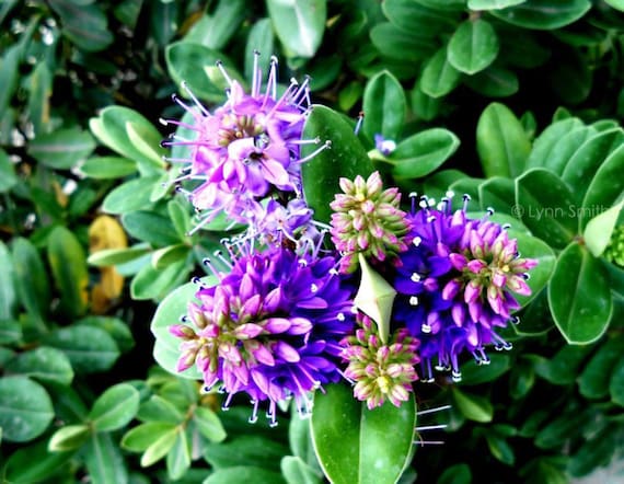 spiky purple flowers