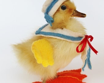 Anthropomorphic Taxidermy Little Sailor Duckling