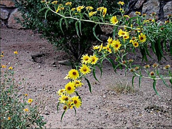 Подсолнечник максимилиана. Helianthus maximiliani. Подсолнечник многолетний Максимилиан. Многолетний подсолнух Максимилиан. Подсолнечник многолетний Helianthus maximiliani.