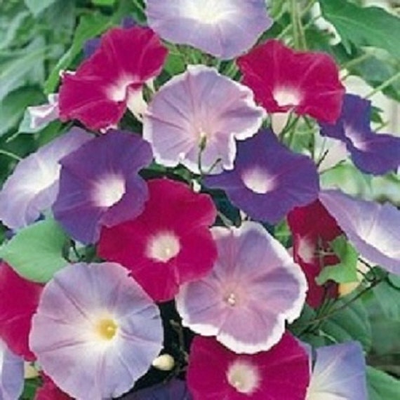 50 Morning Glory Early Call Mix Seeds