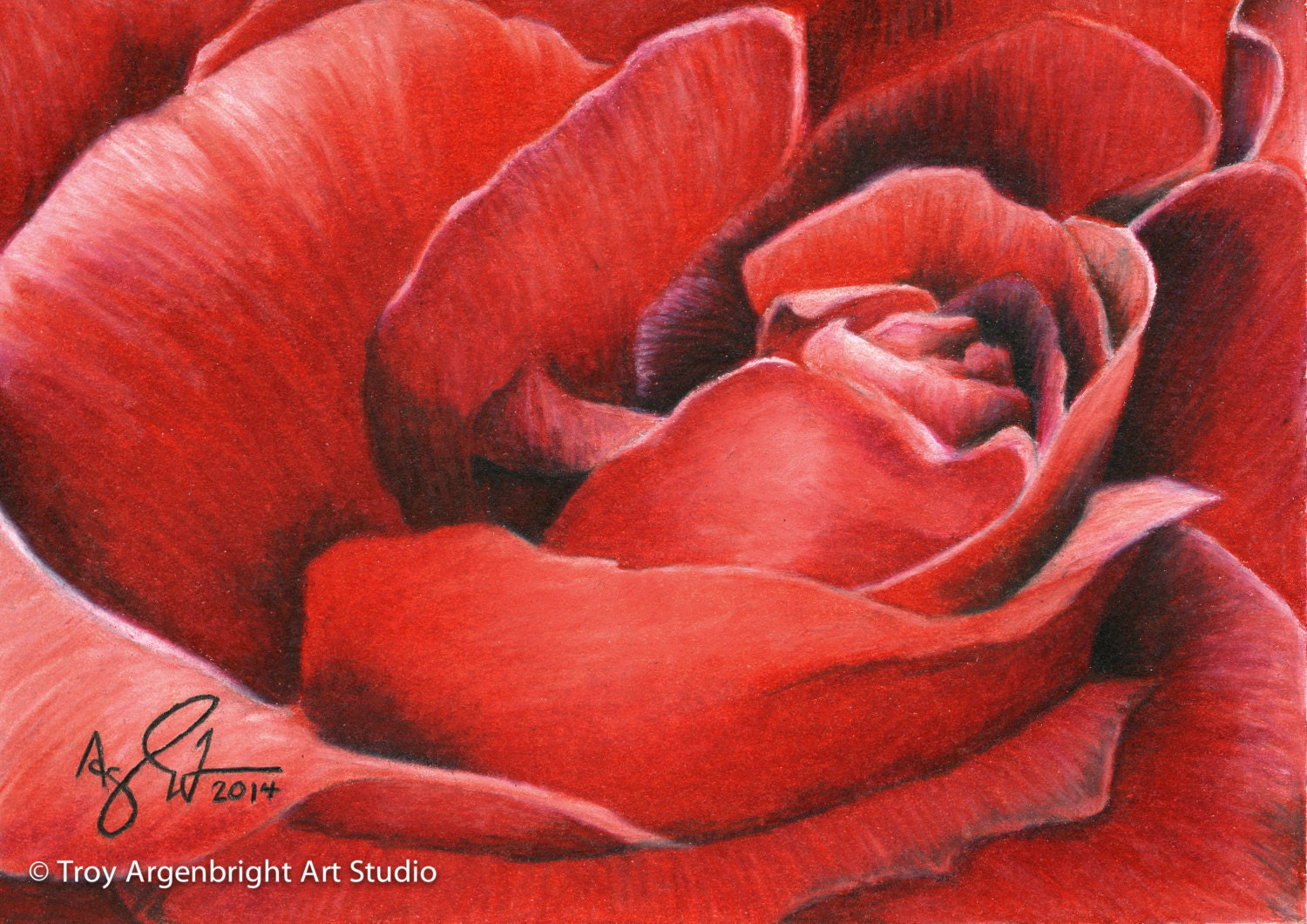 Red rose disegno matita colorata fine di argenbrightartstudio