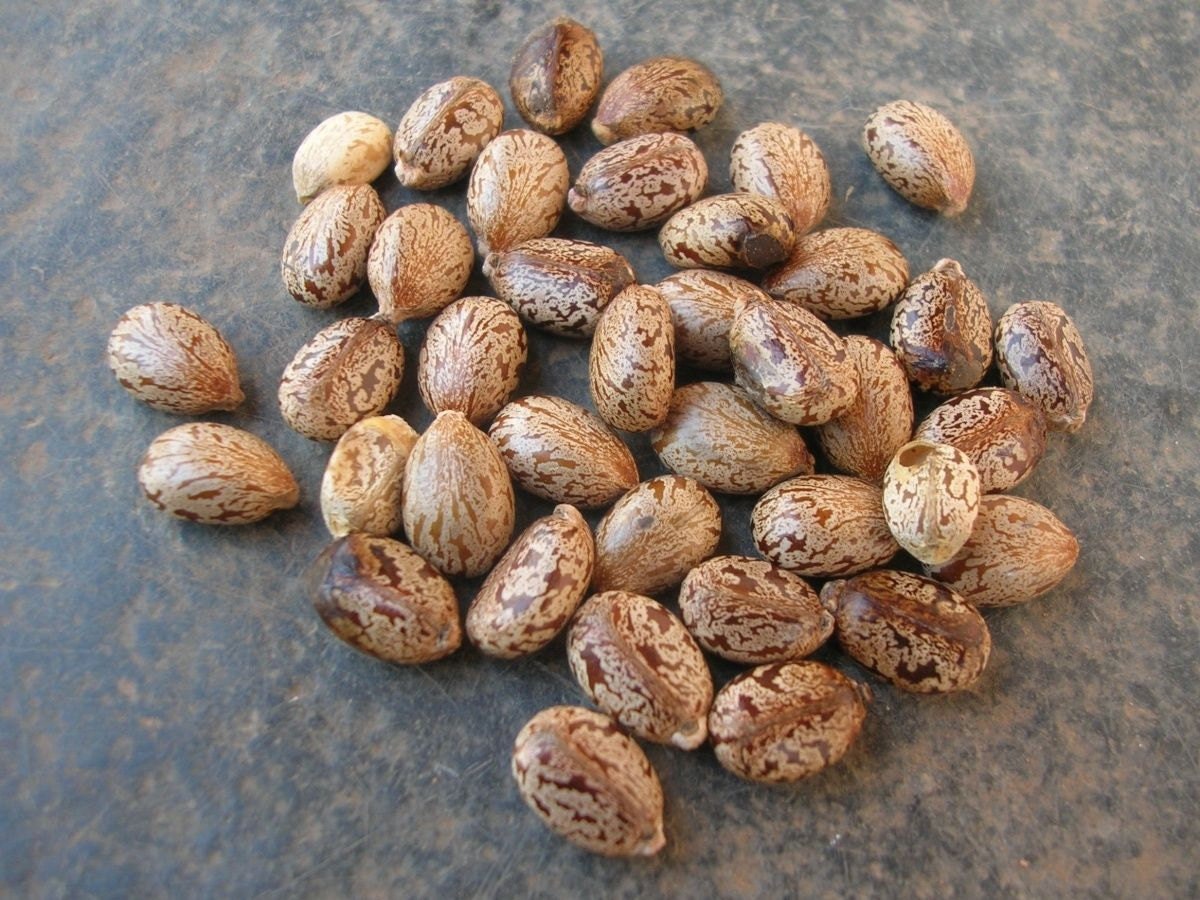 castor bean castor oil seeds 50 seeds by ScavengedTreasures