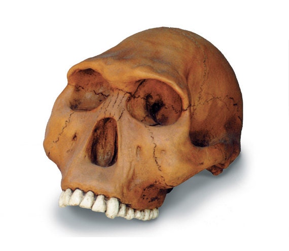 Homo Habilis Cranium Replica Skull