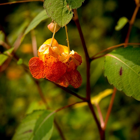 Red Jewelweed Wild Flower Archival Giclée by ASHnatkoDesigns