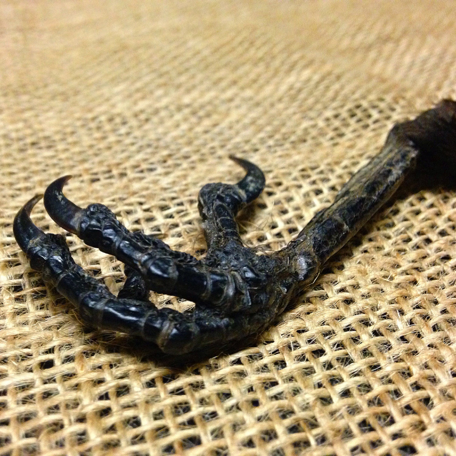 Crow Talon by EthicallySourced on Etsy