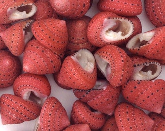 Seashells - 10 Strawberry Top Shells 3/4" Natural Shells for Crafting or Decorating
