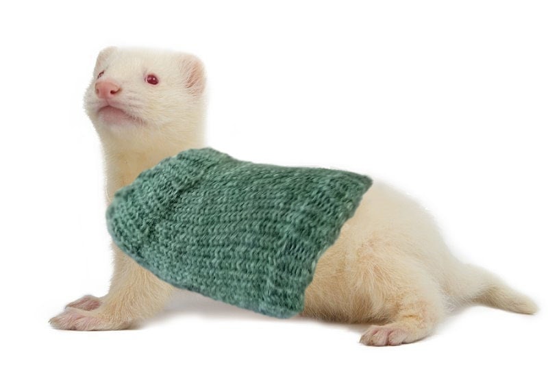 Ferret face image in a dress Ferret face image in a dress