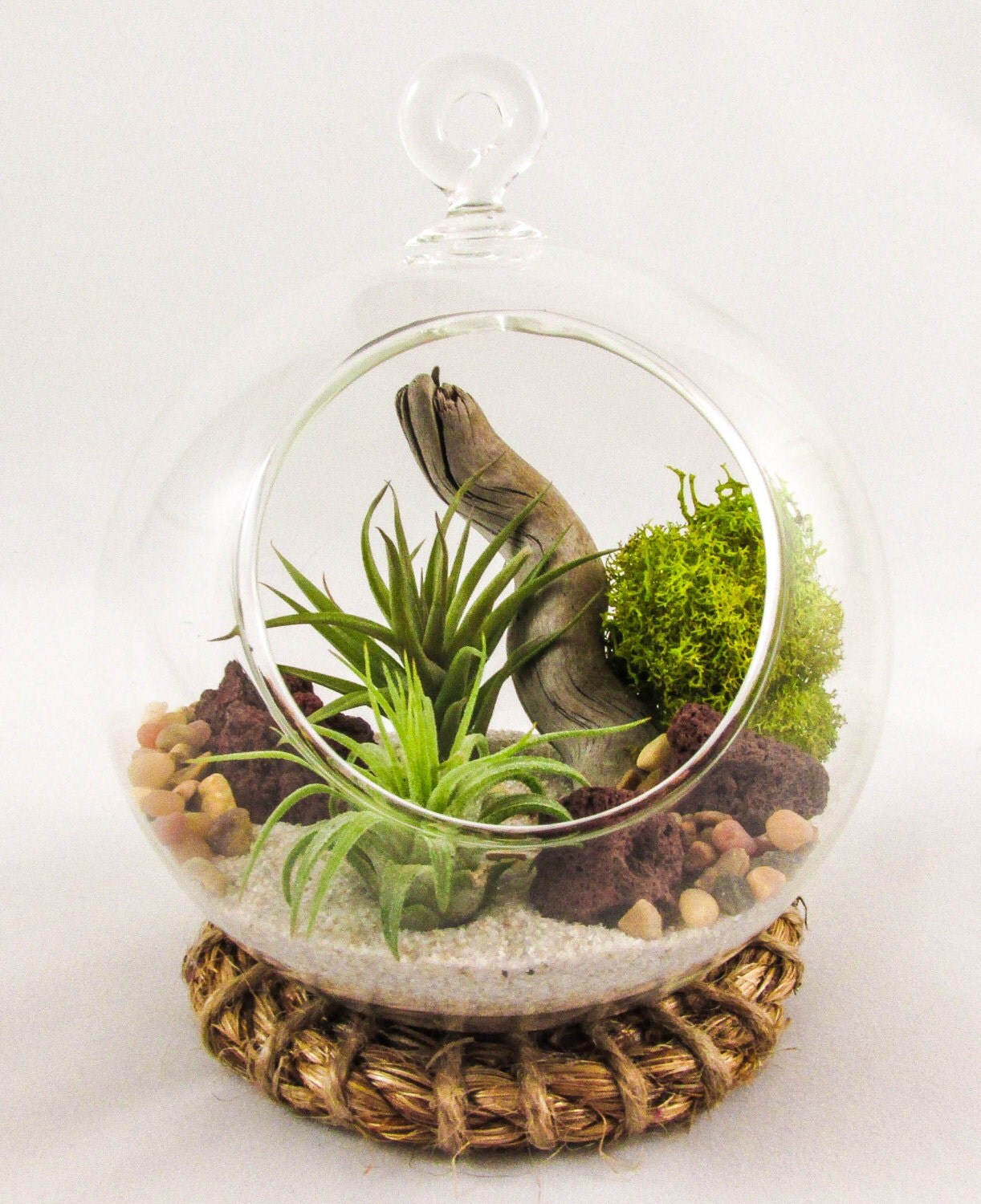 Air Plant Terrarium Kit by Midnight Blossom by MIDNIGHTinSEATTLE