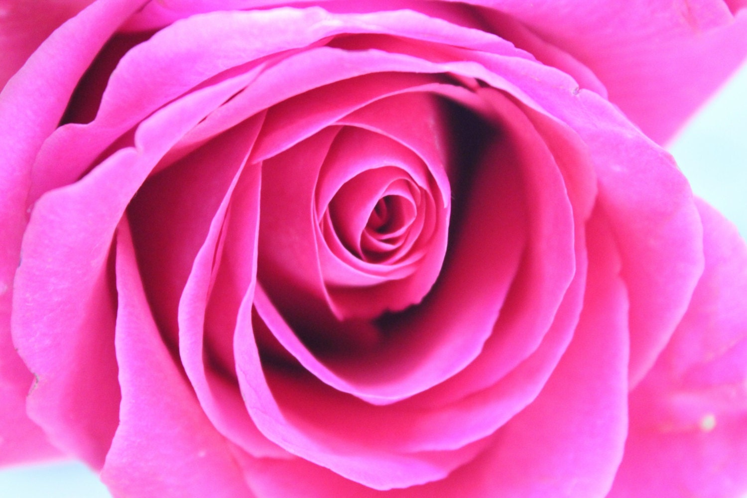 Bright Pink Magenta Rose Fine Art Photo