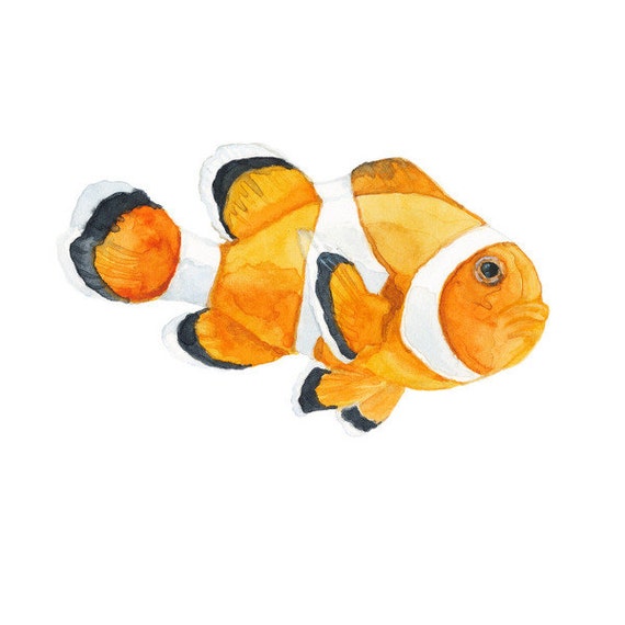 Clown Fish Art Print of Watercolor by SaylorWolfWatercolor on Etsy