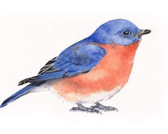 Bluebird Painting Print from Original Watercolor Painting