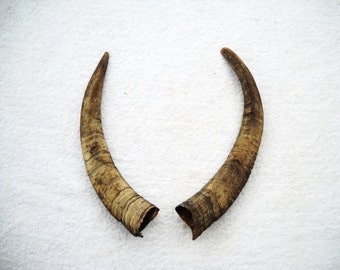 6-9" Goat Horns Matched Pair Set taxidermy real bone sheep antler horn