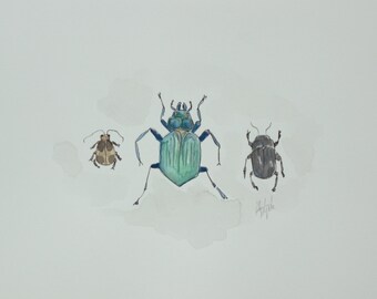 Original Watercolour Entomology Painting 8x10