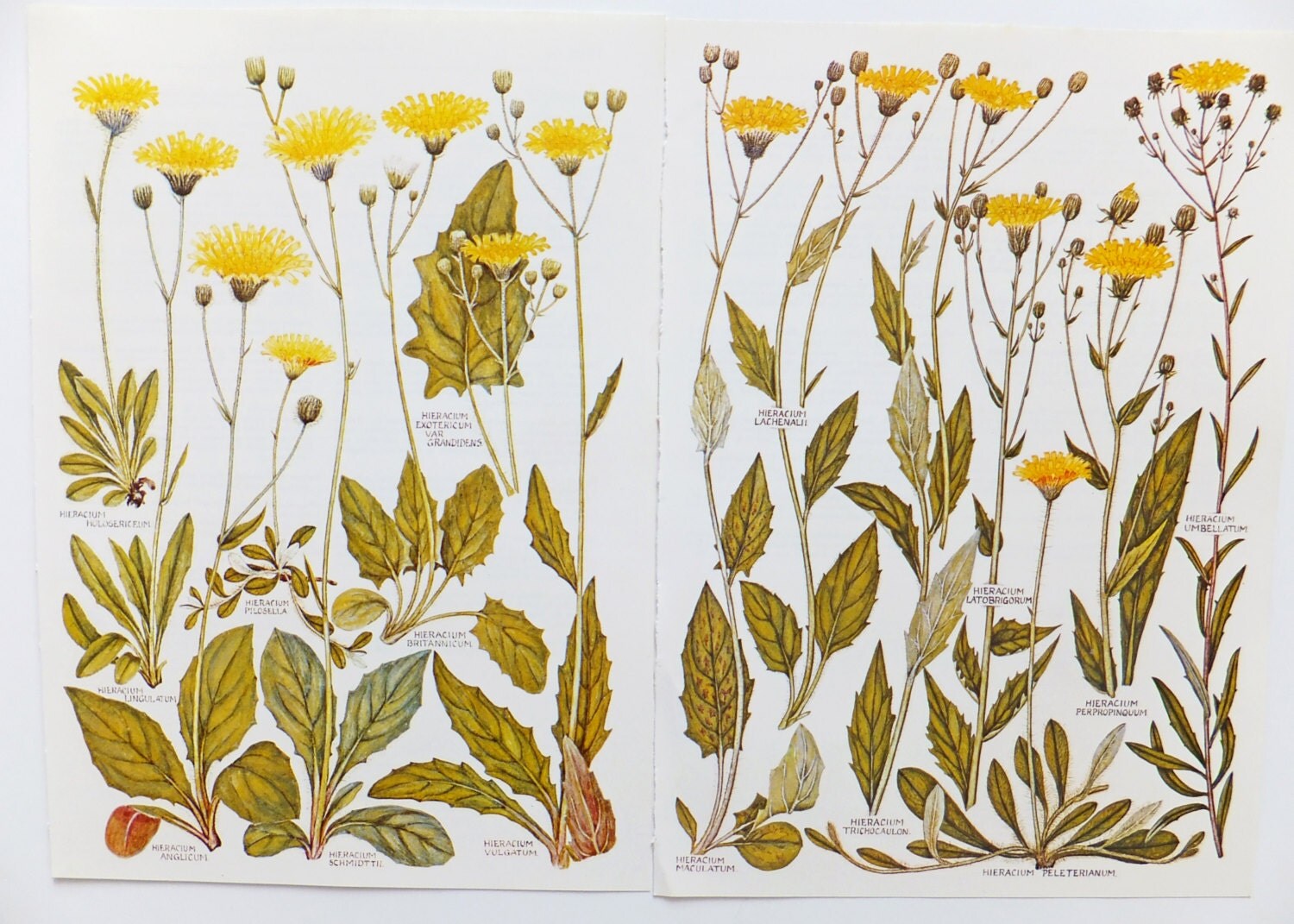 Botanical Drawings two vintage flower illustrations old