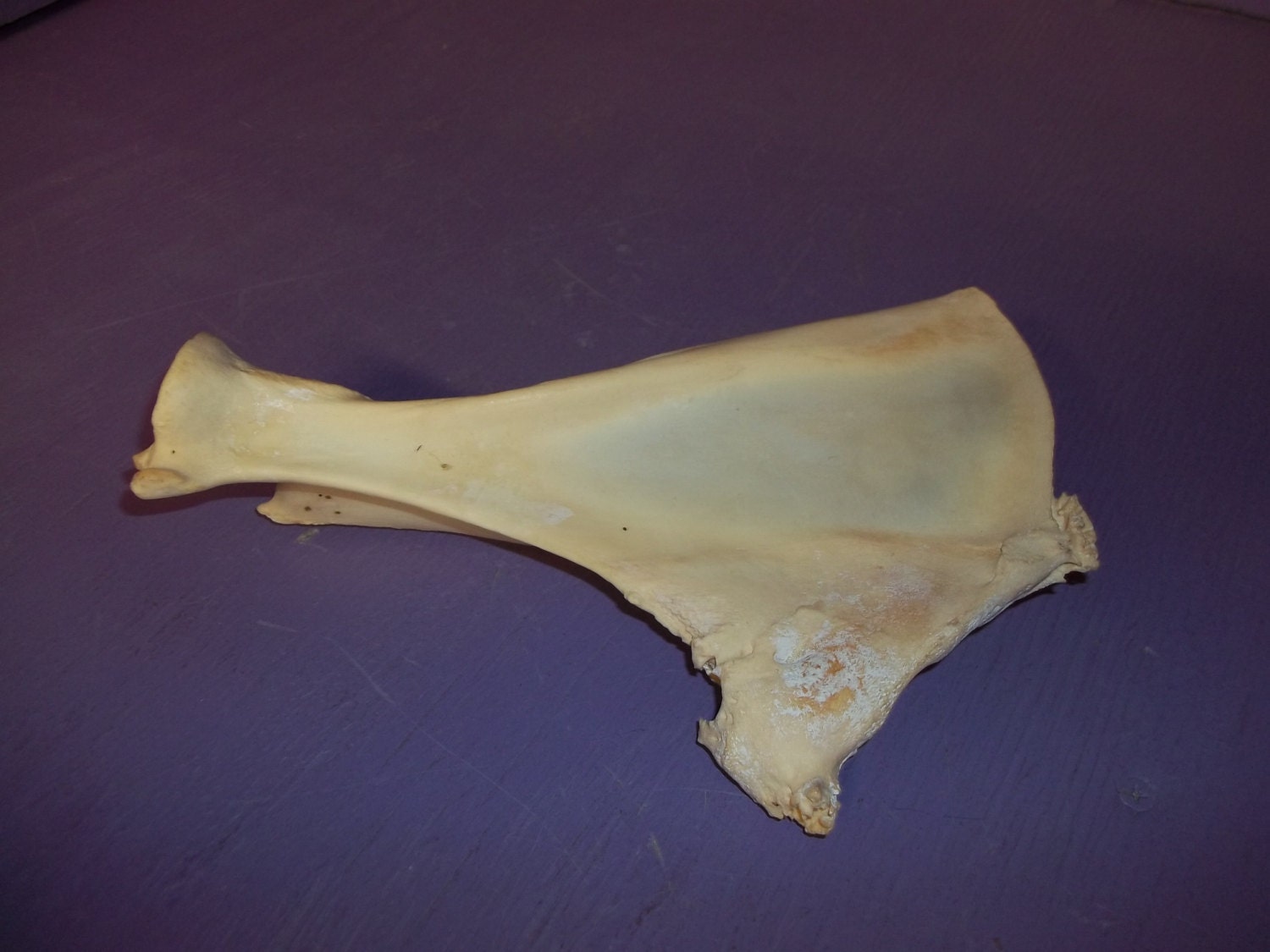 deformed shoulder blade bone elk deer real animal by weirdandwild