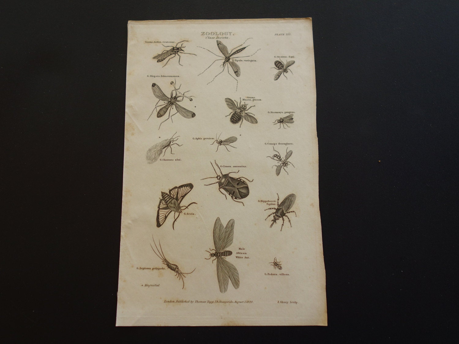 Original 1829 antique insect print of old b/w by DecorativePrints