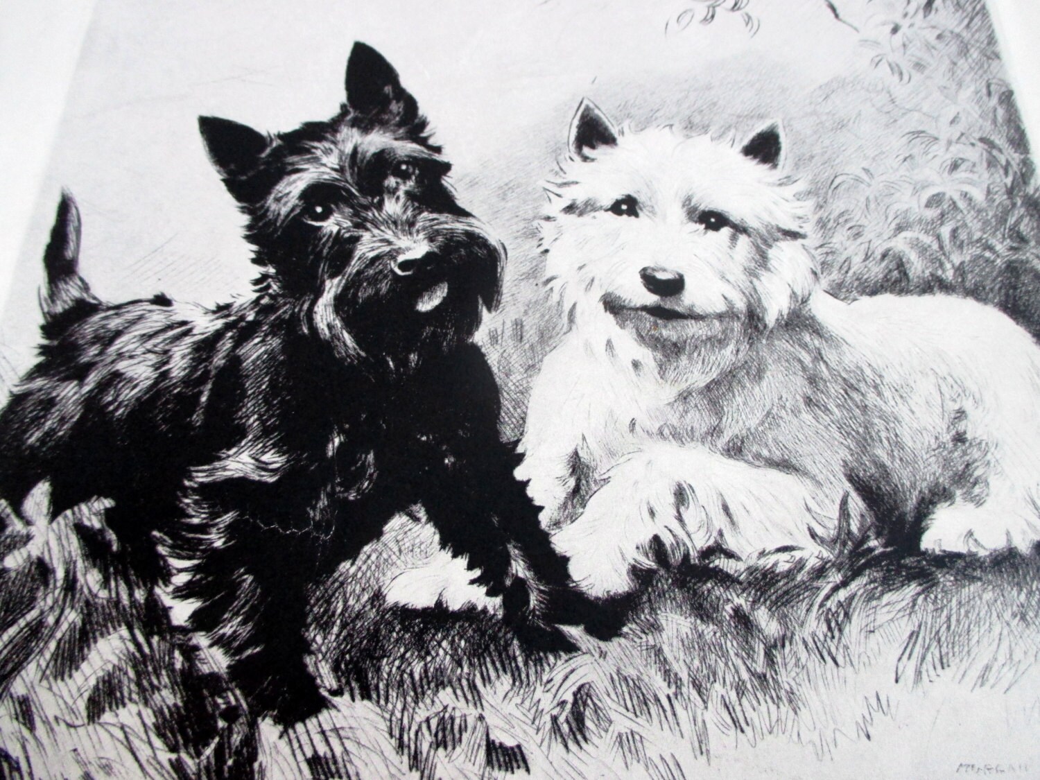 Whiskey Ad Black & White Scottie Dog Print by Morgan Dennis