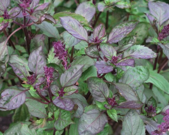 Basil Herb Plant Aromato Bi-Color Organic