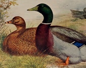 Antique print.1902.Poultry.113 years old print.Antique book plate.Old poultry print.Vintage print.10,5x8,2 inches.Vintage poster.