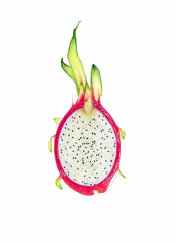 Dragon Fruit Art // Food Illustration // Archival Art Print