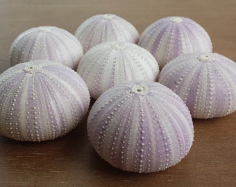 Sea Urchins, Sea Urchin, Purple Sea Urchin, Beach Decor, Sea Urchin Shell, Seashells, Urchin