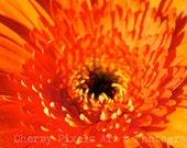 Macro Orange Gerber Daisy Photograph- 20x30 Gallery Framed Canvas Transfer. Christmas Gift, Home or Office Decor,