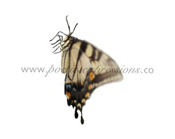 Realistic Butterfly Overlay Fine Art Photography for Composite Template Digital File Instant Download