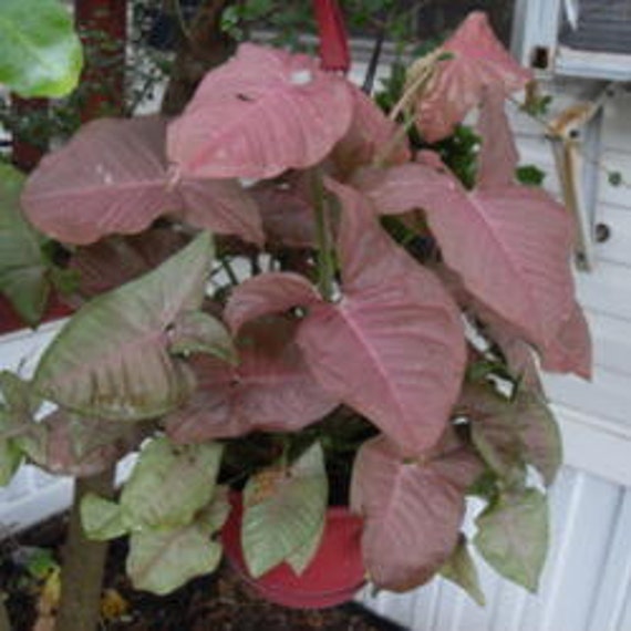 pink allusion arrowhead plant