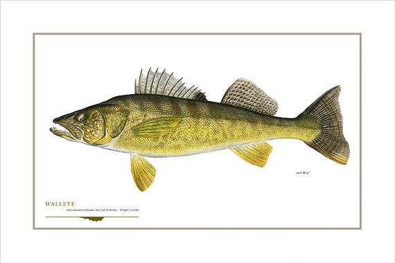 Walleye Open Edition Print by Flick Ford natural history art