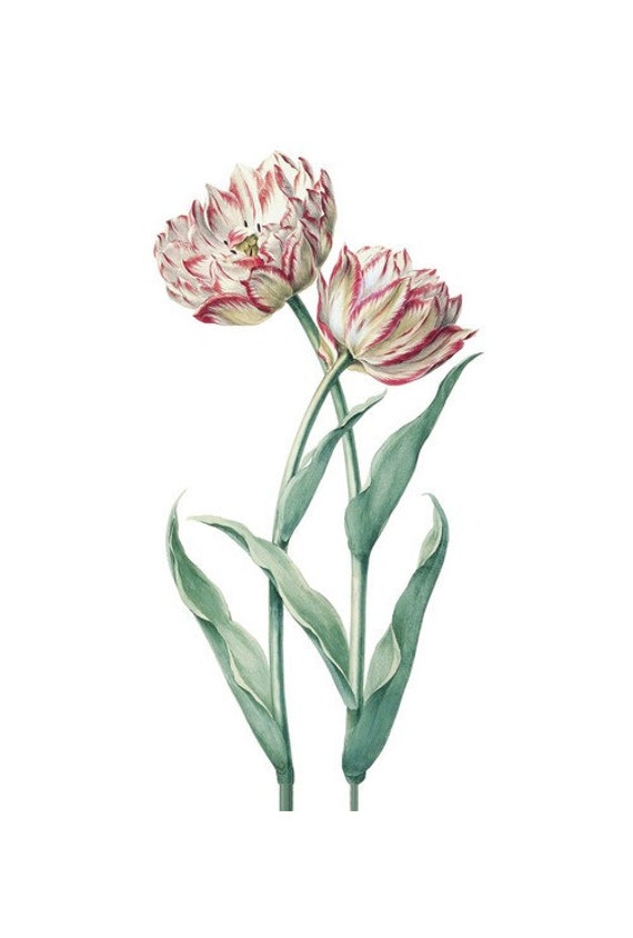 TULIPS Shabby Chic Flower Art Cottage Chic Vintage Tulip