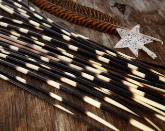 Authentic African Porcupine Quills, 5 pieces, Long / Quill Needles for Quillwork, Craft and Jewelry Making / Black, Brown, White / Supply