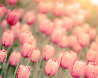 Pink Tulips, Flower Photography, Nursery Wall Art, Botanical Decor, Nature Photography, Blush Pink, Light Green, Spring Tulip, Garden Home