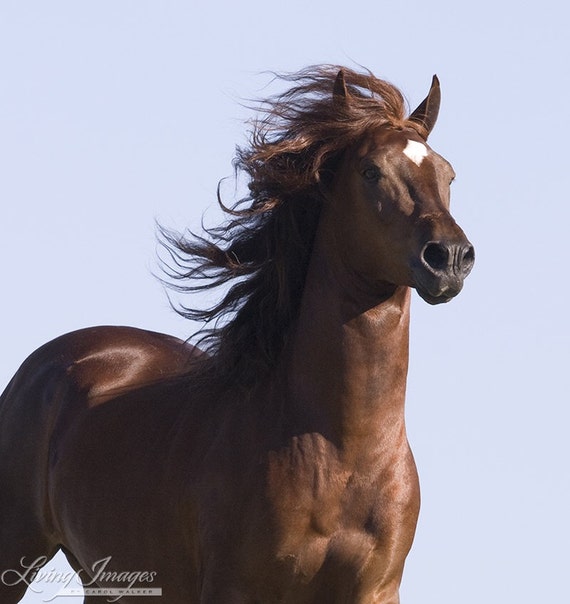 Red Arabian Stallion Runs Close Fine Art Horse Photograph