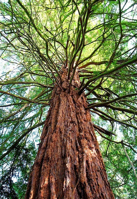 California Redwood, Sequoia sempervirens 10 seeds coastal redwood ...