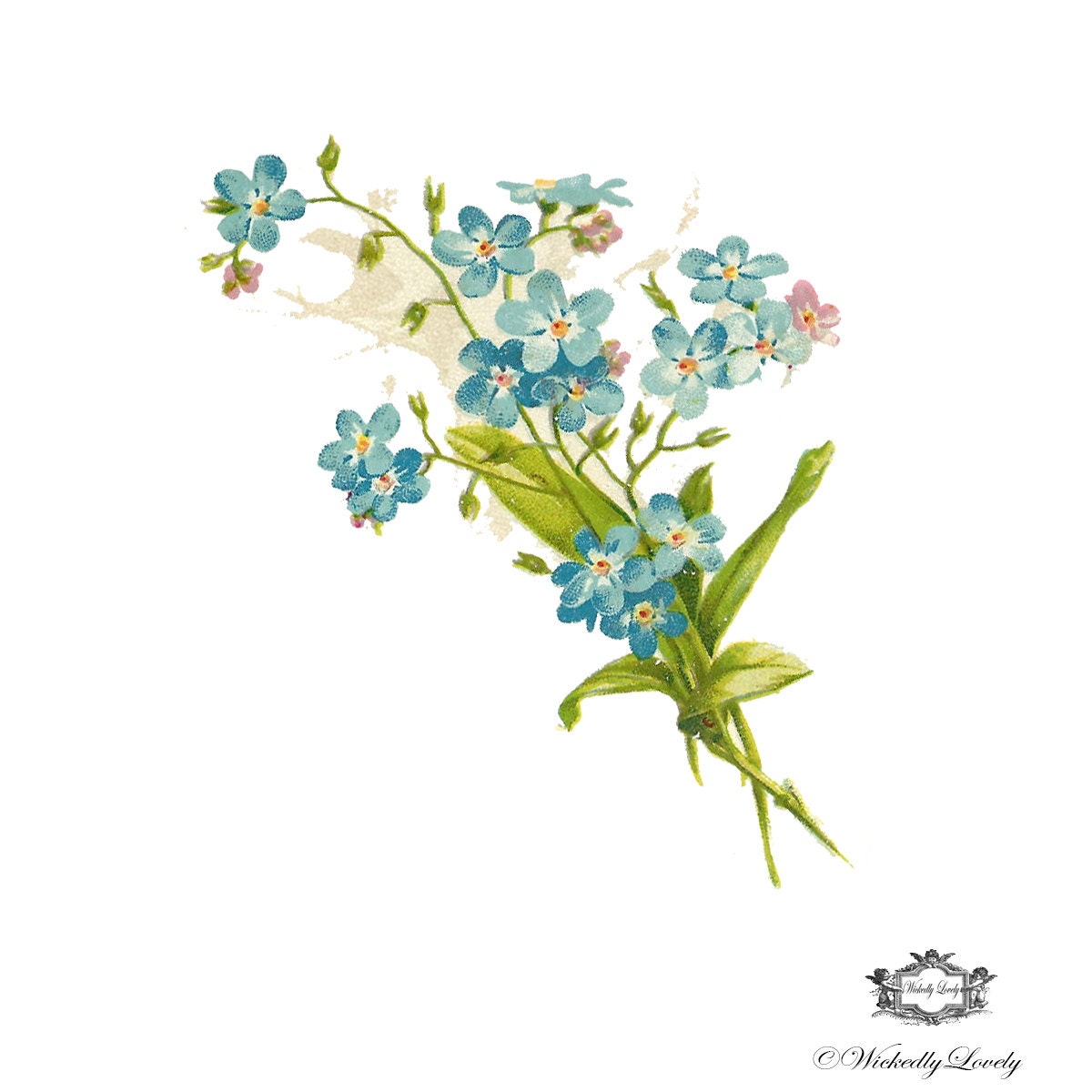 vintage forget me knot floral illustration tattoo body art vintage forget me knot floral illustration tattoo body art
