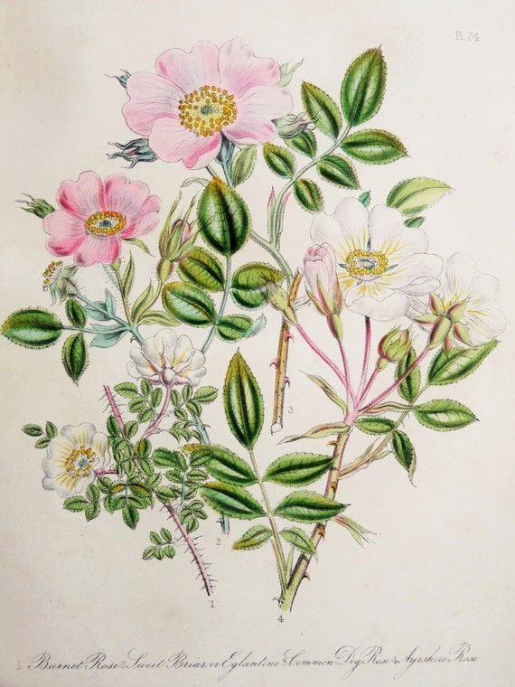 Mrs Loudon 1846 Hand Coloured Antique Botanical Print