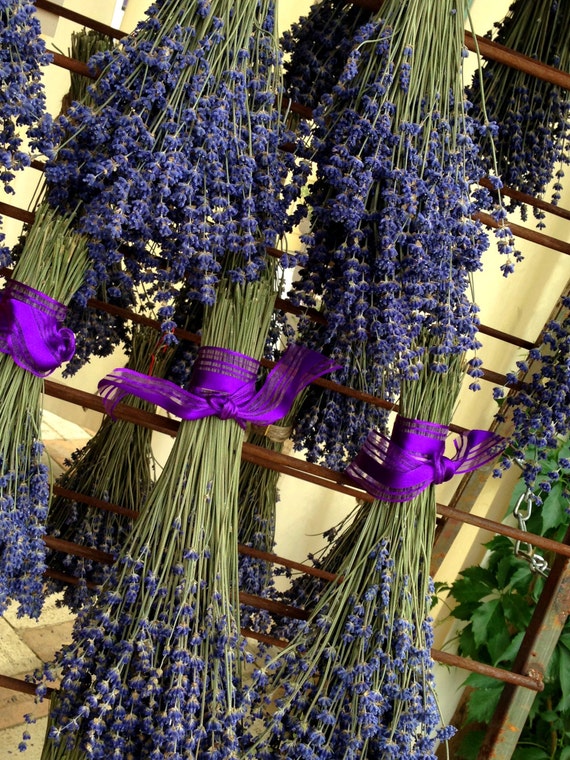 1 Dried Lavender Bouquet Vibrantly by BlueMountainLavender