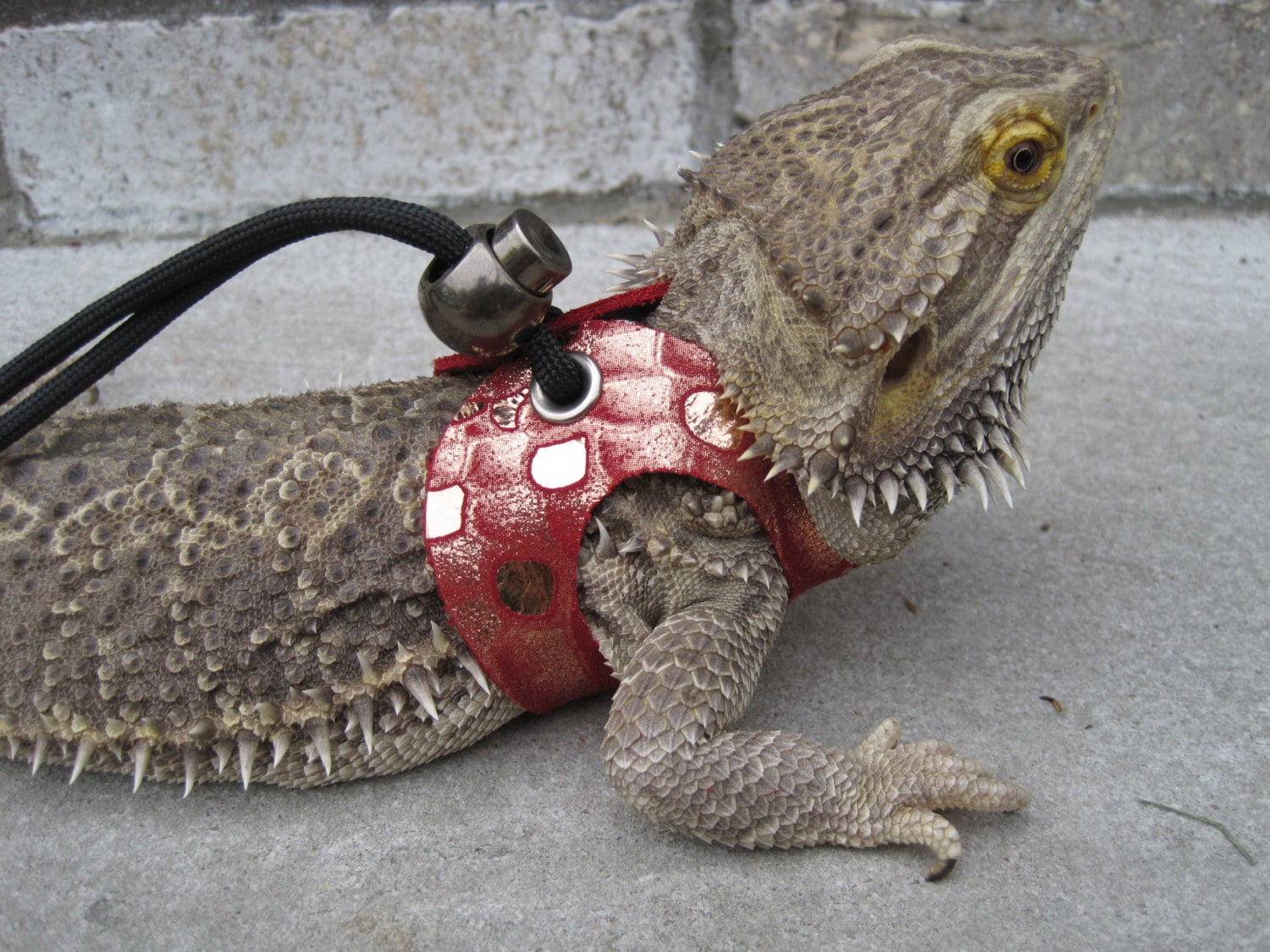 Large Leather Lizard Leash/Reptile Harness Deep by ...